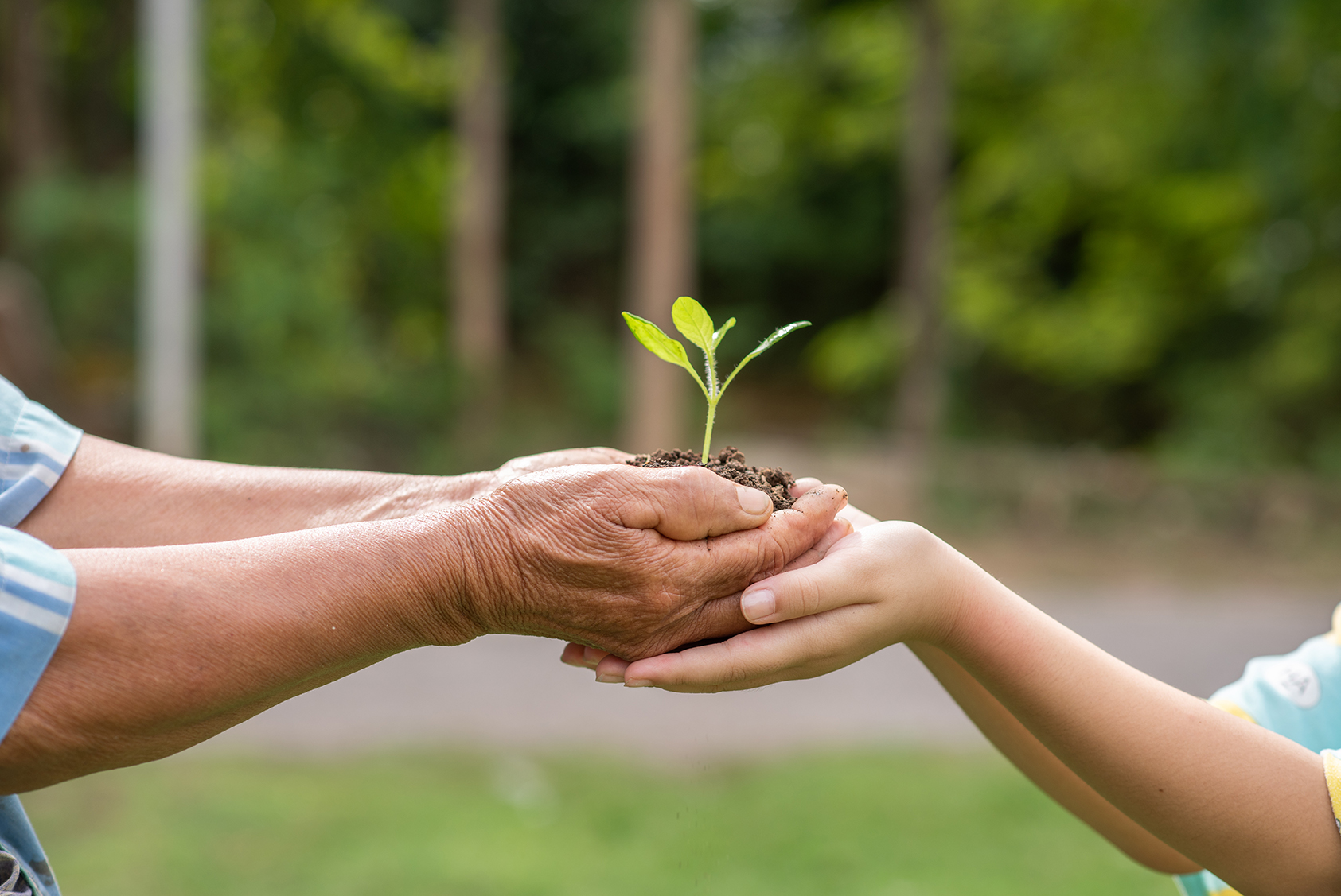 Man handing over a plant to a child Man handing over a plant to a child